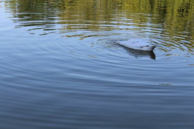 Beyaz Kuğu bir şehir pond yüzen