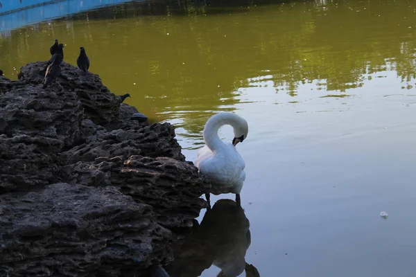 Cisne Blanco Flotando Estanque Ciudad —  Fotos de Stock