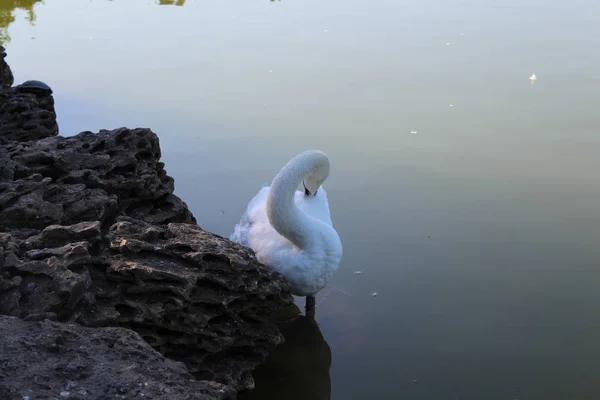 Cisne Blanco Flotando Estanque Ciudad — Foto de Stock