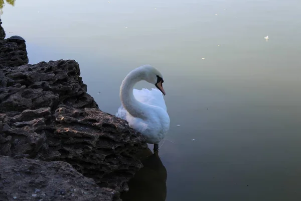 Hermoso Cisne Blanco Posando Parque — Foto de Stock