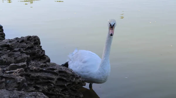 Cygne Blanc Flottant Dans Étang Ville — Photo