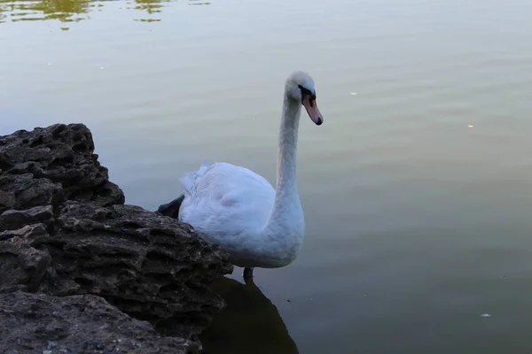 White Swan Floating City Pond — Stock Photo, Image