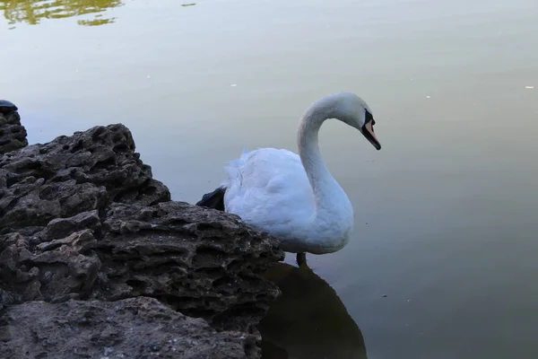 Güzel Beyaz Kuğu Parkta Poz — Stok fotoğraf