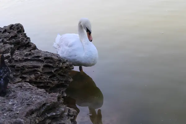Bonito Cisne Branco Posando Parque — Fotografia de Stock