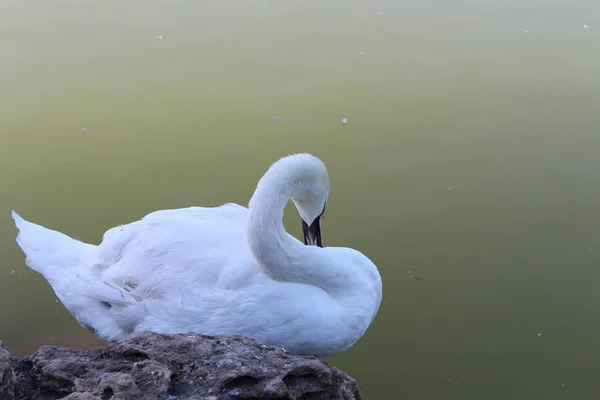 Beau Cygne Blanc Posant Dans Parc — Photo