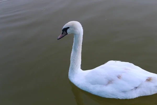 Gyönyörű Fehér Hattyú Pózol Park — Stock Fotó