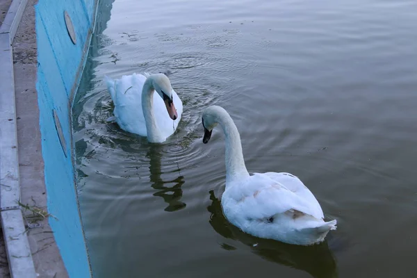 Пара Білих Лебедів Які Плавають Ставку — стокове фото