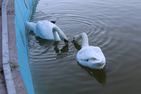 Ein Paar Weißer Schwäne Schwimmt Einem Teich — Stockfoto