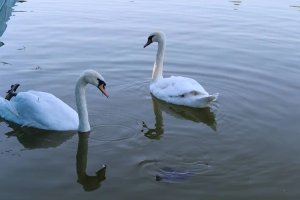 Pair White Swans Swimming Pond — Stock Photo, Image