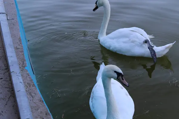 Pair White Swans Swimming Pond — Stock Photo, Image