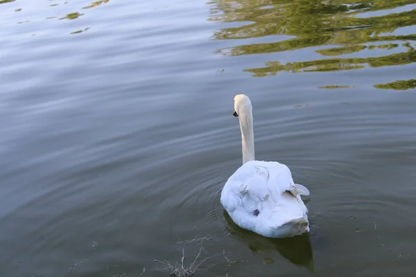 在市池塘中漂浮的白色天鹅 — 图库照片