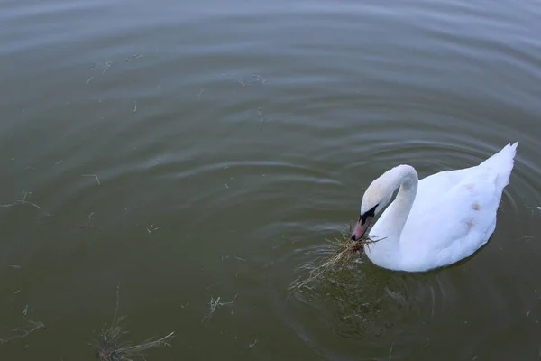 Cygne Blanc Flottant Dans Étang Ville — Photo