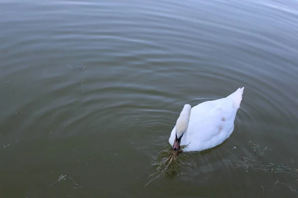 Cisne Blanco Flotando Estanque Ciudad —  Fotos de Stock