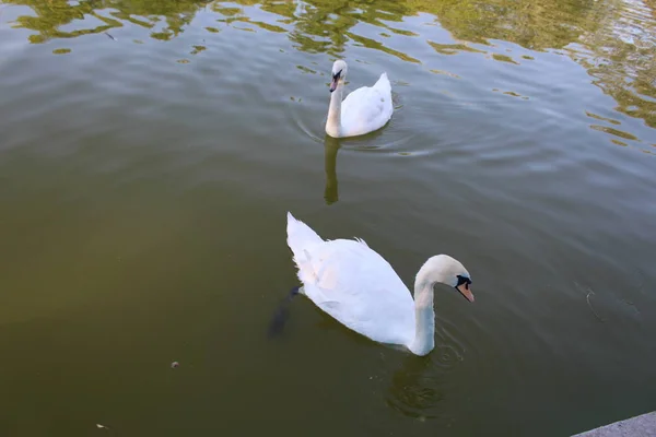 Par Cisnes Blancos Nadando Estanque —  Fotos de Stock