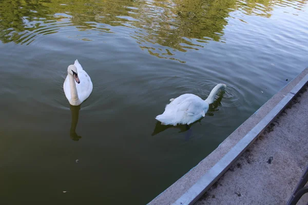 Par Cisnes Blancos Nadando Estanque —  Fotos de Stock