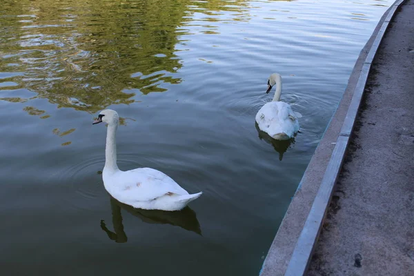 Pair White Swans Swimming Pond — Stock Photo, Image