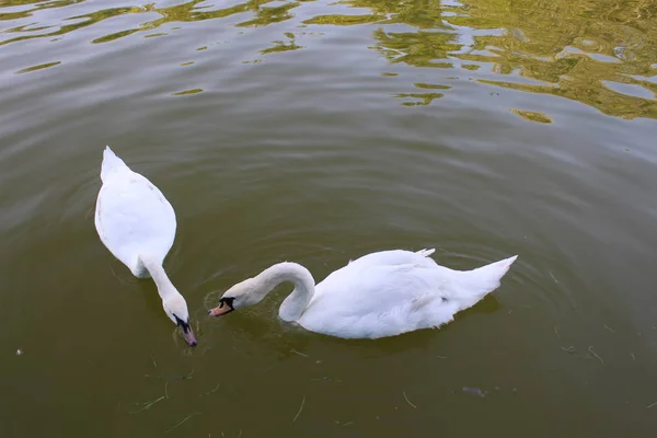 Pair White Swans Swimming Pond — Stock Photo, Image