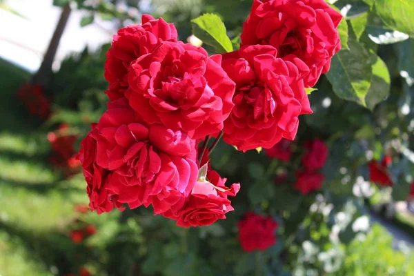 在我的花园里的玫瑰在乡下 — 图库照片