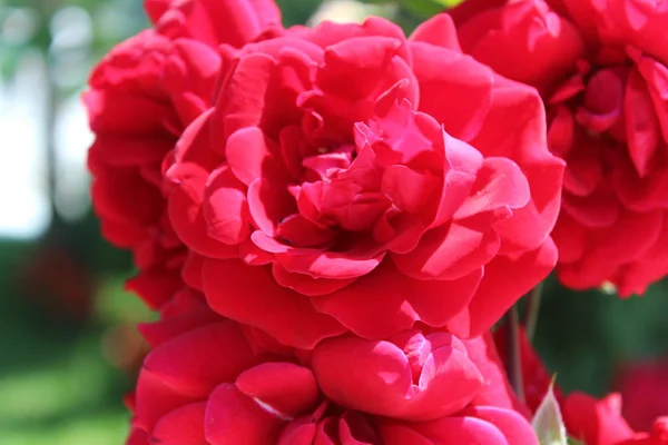 Розы Моем Саду Деревне — стоковое фото