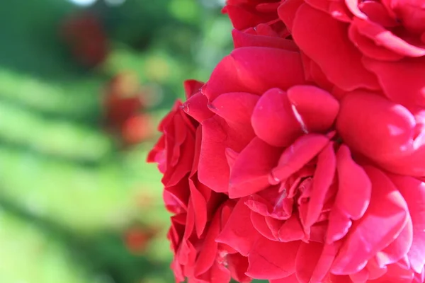 Розы Моем Саду Деревне — стоковое фото