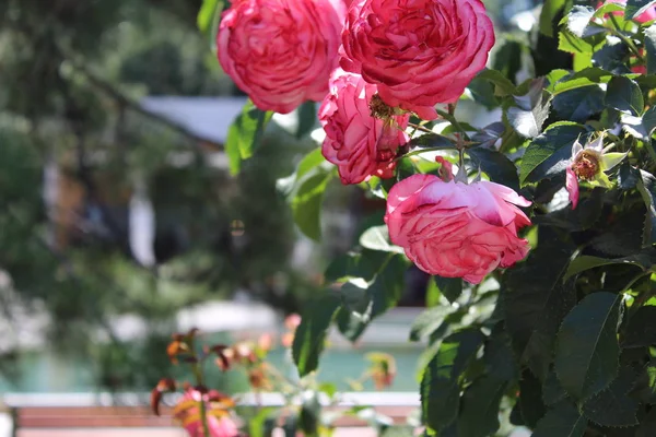 Красные розы в саду Розария — стоковое фото