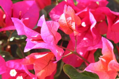 Güzel çiçekler, Mısır'daki bir bahçe. Bir Sharm el-Sheikh