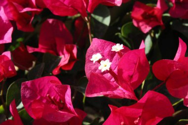 Güzel çiçekler, Mısır'daki bir bahçe. Bir Sharm el-Sheikh