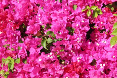 Mısır'daki güzel bahçe. Sharm El Sheikh