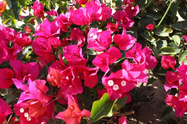 Belles Fleurs Jardin Egypte Charm Cheikh — Photo