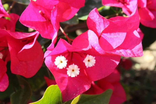 Lindas Flores Jardim Egito Sharm Sheikh — Fotografia de Stock