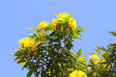 Mısır'daki güzel bahçe. Sharm El Sheikh