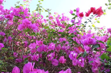 çiçek park Sharm el Sheik