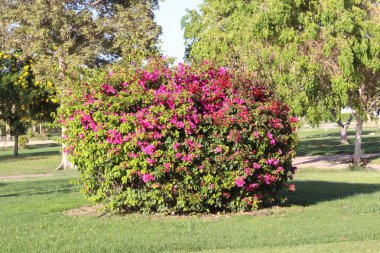çiçek park Sharm el Sheik
