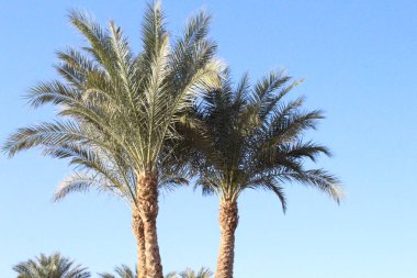 avuç içi ve bungalow hotel Hurghada, Mısır