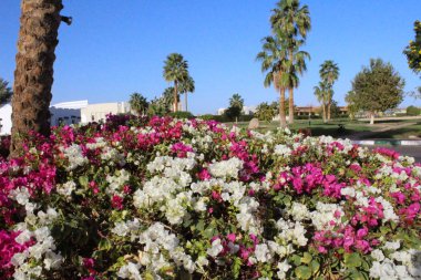 Mısır'daki güzel bahçe. Sharm El Sheikh