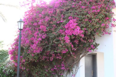 Bir Sharm el-Sheikh park çiçeklenir. Mısır