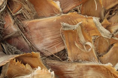 Kabuk bir palmiye ağacı, güzel arka plan, doku