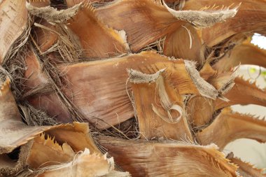 Kabuk bir palmiye ağacı, güzel arka plan, doku