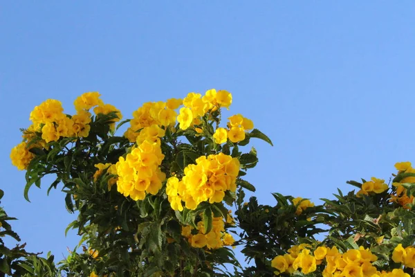 Beautiful Garden Egypt Sharm Sheikh — Stock Photo, Image