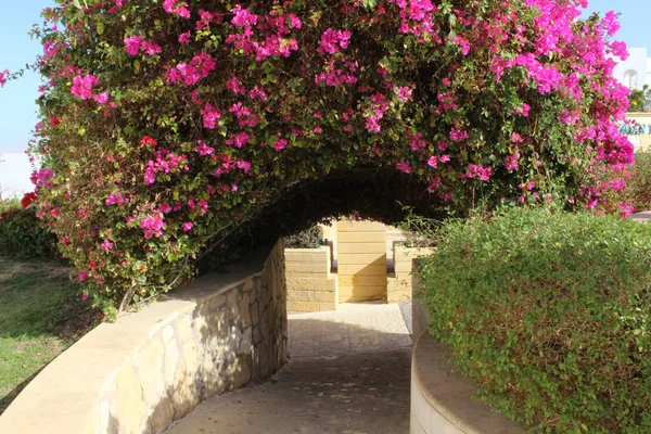 Szép Virágok Egy Kert Sharm Sheikh — Stock Fotó