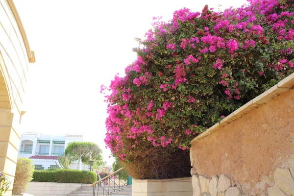 Szép Virágok Kert Egyiptomban Sharm Sheikh — Stock Fotó