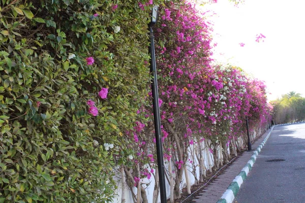 Belles Fleurs Jardin Egypte Charm Cheikh — Photo