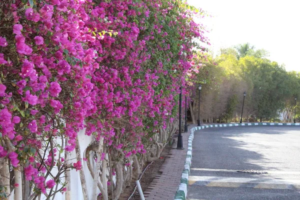 Belles Fleurs Jardin Charm Cheikh — Photo