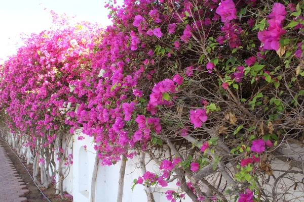 Çiçekli Bougainvillea Çiçek Bahçesinde Sharm Sheikh — Stok fotoğraf