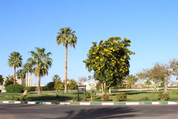 Costa Del Mar Rojo Sharm Sheikh Egipto Sinaí —  Fotos de Stock