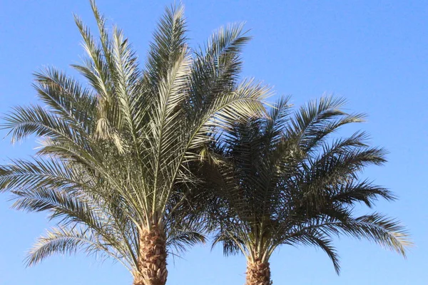Palmen Und Bungalow Hotel Hurghada Ägypten — Stockfoto