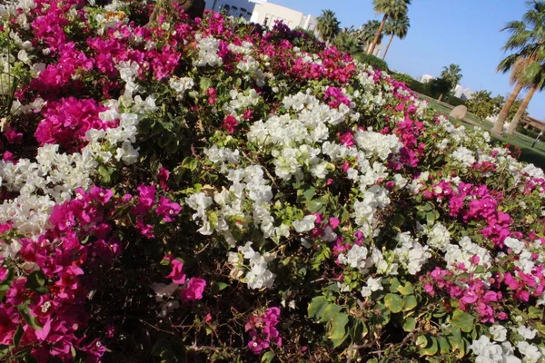Fleurs Dans Parc Sharm Sheikh Égypte — Photo