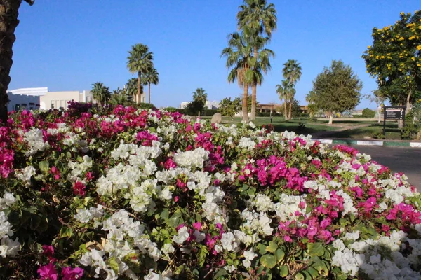 Belles Fleurs Jardin Egypte Charm Cheikh — Photo