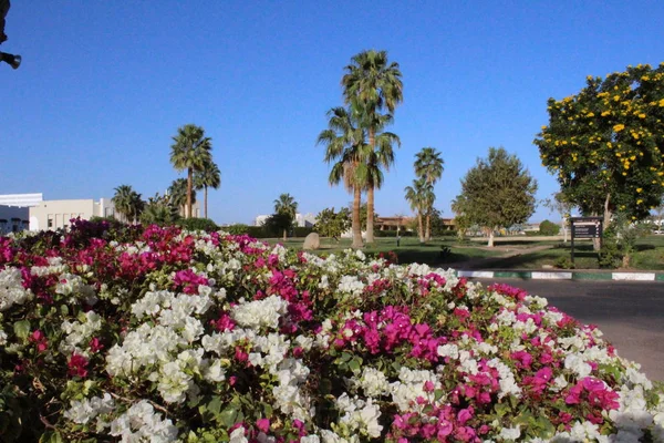 Virágzó Murvafürt Virágoskert Sharm Sheikh — Stock Fotó