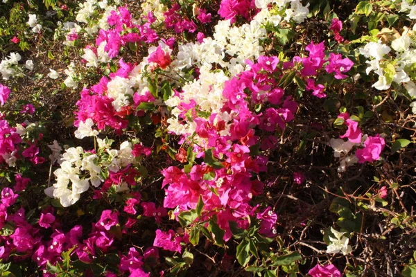 Flores Parque Sharm Sheikh Egipto — Fotografia de Stock